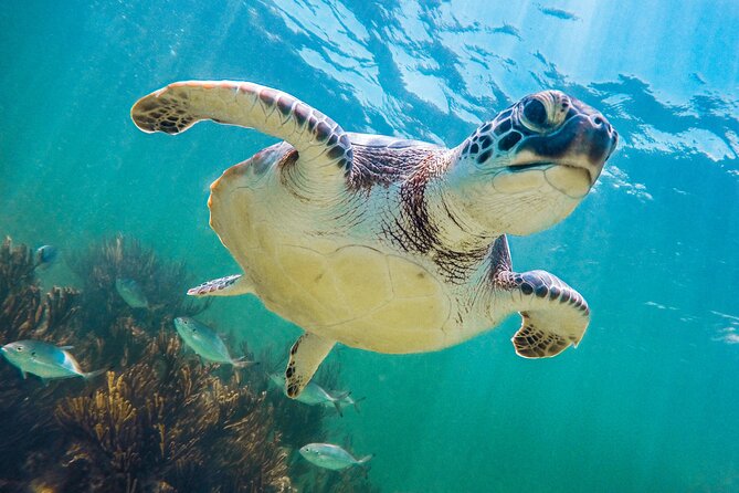 Full Day Tour to Tulum and Akumal With Swim With Turtles - Participant Guidelines