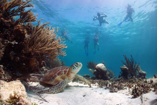 Full Day Tour to Tulum Cenote and Swim With Turtles in Akumal - Accessibility and Suitability