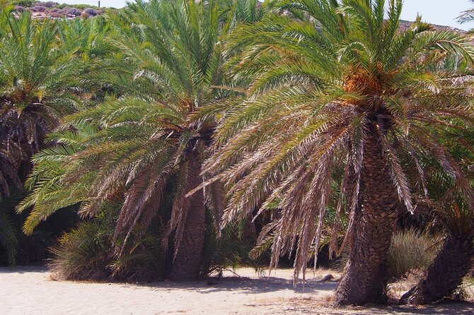 Full-Day Tour to Vai Palm Beach, Toplou Monastery, and Sitia Town - Visitor Capacity and Restrictions