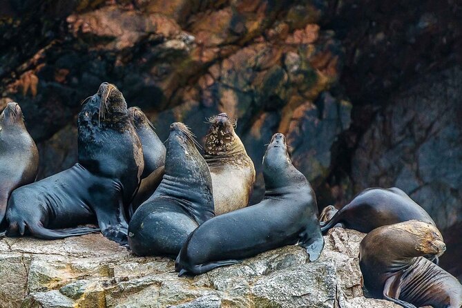 Full Day Tour to Visit Ballestas Islands and Paracas Reserve - Exploring Paracas National Reserve