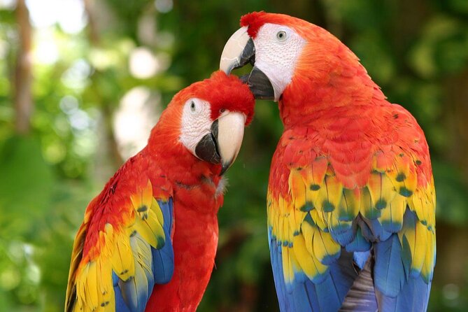 Full-Day Tour to Xcaret Plus With Transfer From Playa Del Carmen and Lunch - Key Points