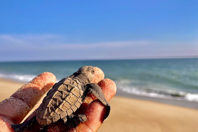 Full Day Tour Turtle Release and Bioluminescence - Key Points