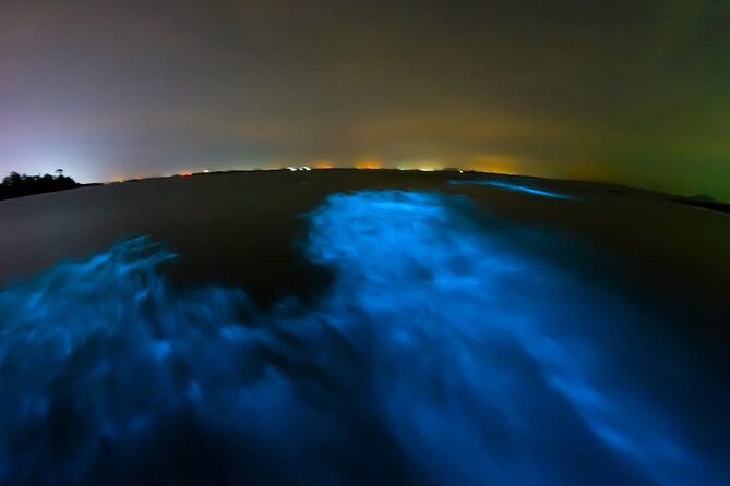 Full Day Tour Turtle Release and Bioluminescence - Bioluminescence Experience