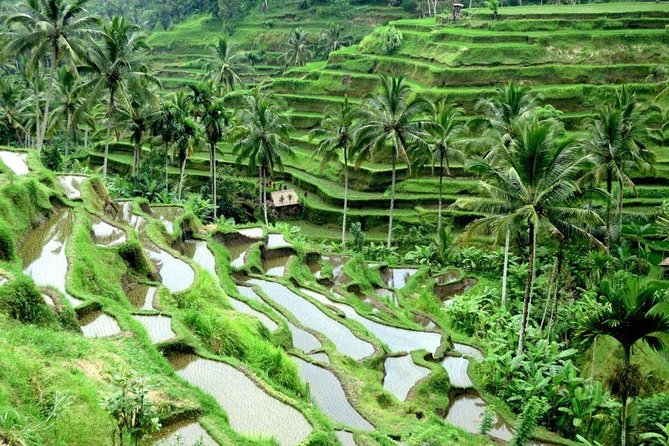 Full-Day Tour Ubud Best Things to Do in Ubud - Delightful Indonesian Cuisine Buffet