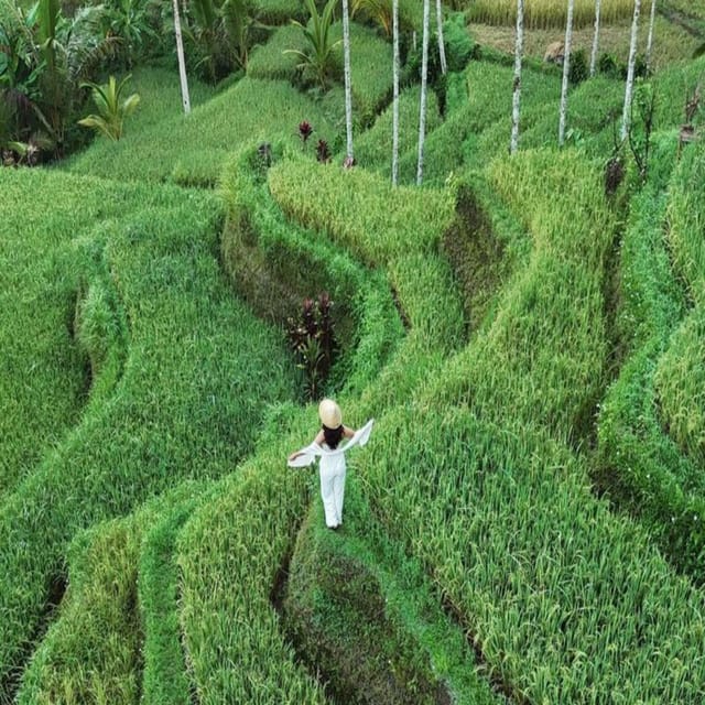 Full Day Tour Ubud Customized With Private Car - Pickup and Drop-off