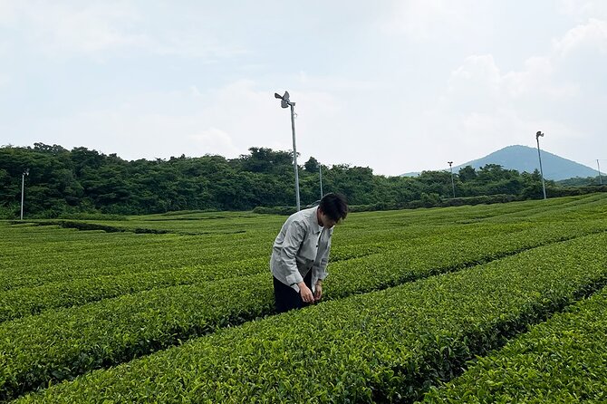 Full Day Tour With Jejus West and East Treasure in Jeju Island - Pickup Information