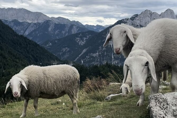Full-Day Triglav National Park Tour From Ljubljana - Transportation