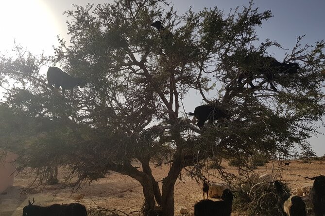 Full Day Trip to Essaouira From Agadir - Meeting and Pickup Details