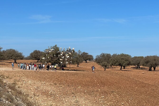 Full-Day Trip to Essaouira From Marrakech - Highlights of Essaouira