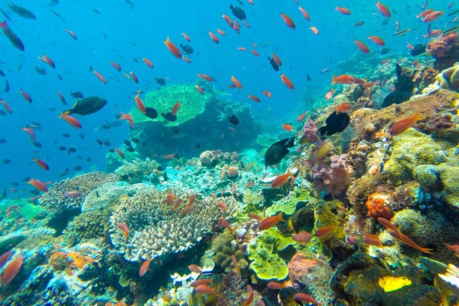 Full-Day Trip to Koh Tao and Koh Nang Yuan From Koh Samui by Speedboat - Lunch and Refreshments