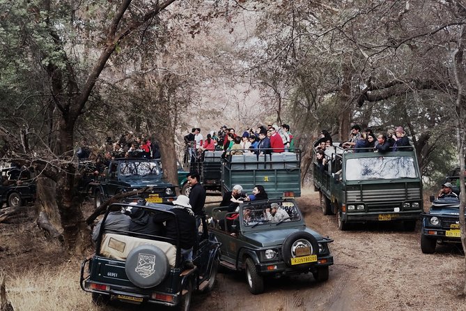 Full Day Trip to Ranthambore Tiger Reserve From Jaipur - Highlights of the Wildlife Encounter