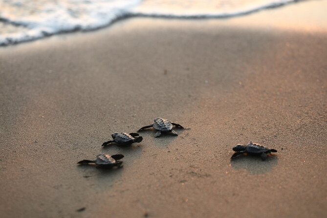 Full Day Turtle Beach Tour With Lake and Mud Baths From Marmaris - Cancellation and Refund Policy