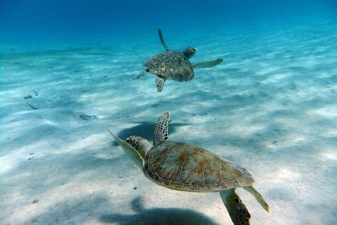 Full Day - Turtle Cove Snorkel & Water Island Beach Excursion - Guest Experience and Crew Feedback