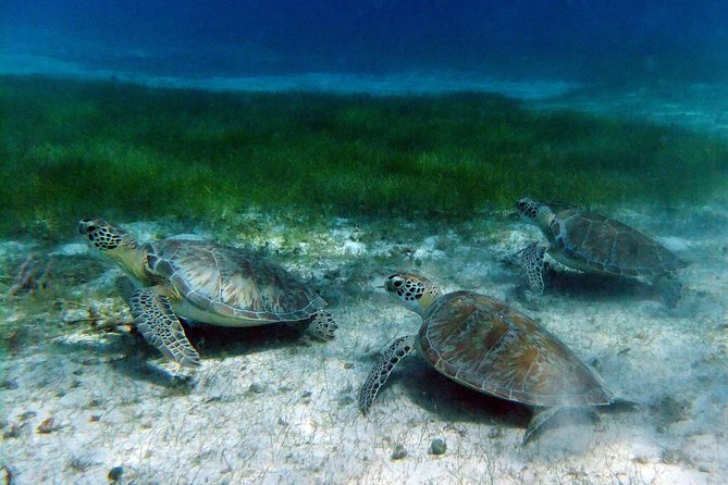 Full Day - Turtle Cove Snorkel & Water Island Beach Excursion - Exploring Turtle Cove
