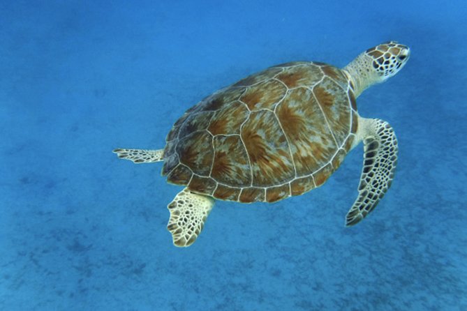 Full Day - Turtle Cove Snorkel & Water Island Beach Excursion - Relaxing at Honeymoon Beach