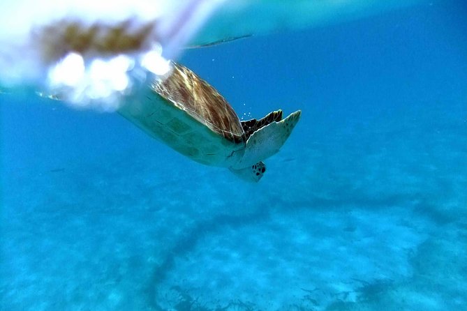 Full Day - Turtle Cove Snorkel & Water Island Beach Excursion - Highlights and Tips