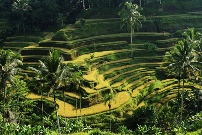 Full Day – Ubud Art Village and Mount Batur Kintamani With Lunch - Ubud Art Village