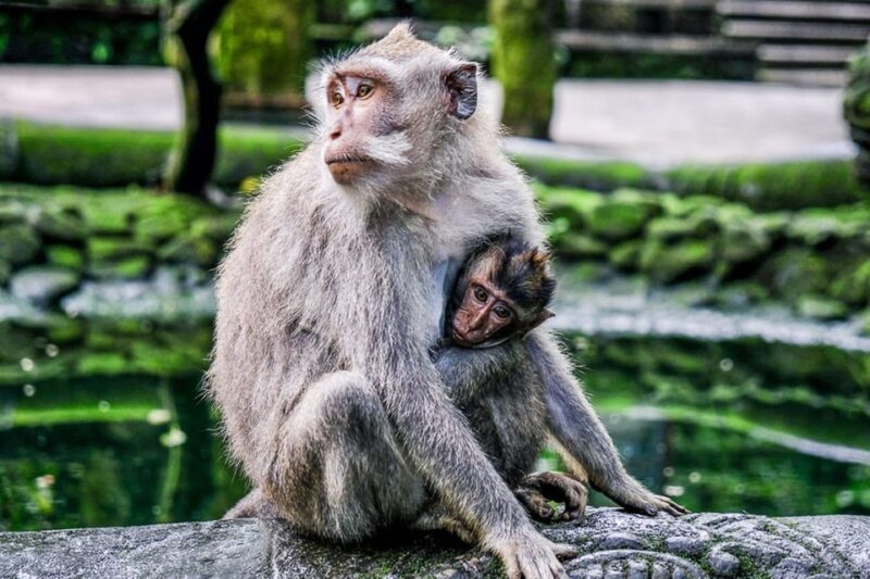 Full-Day Ubud Tours All Inclusive - Itinerary and Highlights