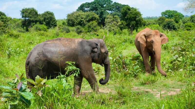 Full Day Udawalawe Safari Adventure With Lunch (Private) - Pricing and Duration