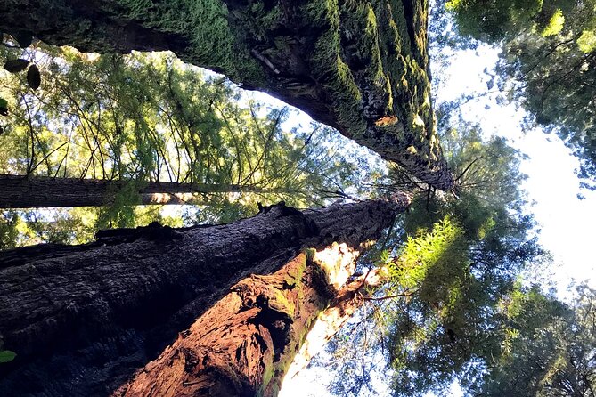 Full Day - Ultimate City Tour Plus Redwoods & Sausalito Private Tour by Jeep - Tour Duration and Pricing