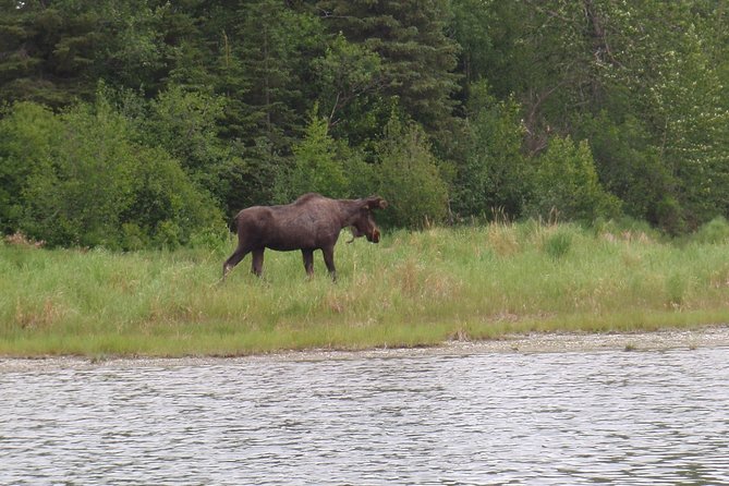 Full-Day Upper Kenai River Guided Fishing Trip - Fishing License and Permit
