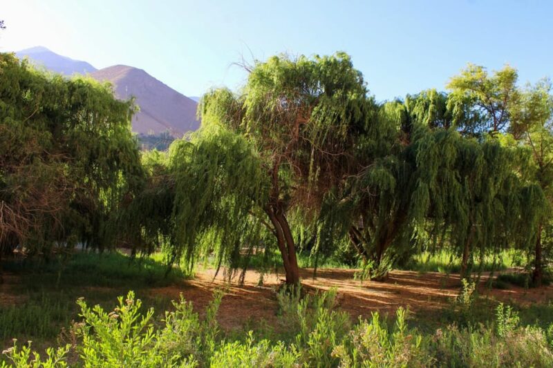 Full Day Valle Del Elqui - Tips and Recommendations