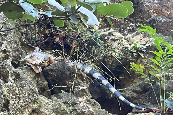 Full-Day West Puerto Rico Tour With Transport - Guest Feedback
