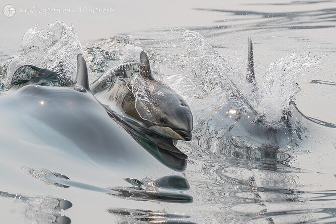 Full Day Whale Watching Campbell River - Guest Requirements and Accessibility