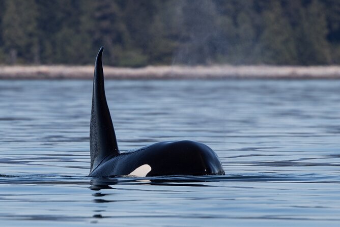 Full Day Whale Watching Campbell River - Confirmation and Cancellation Policy