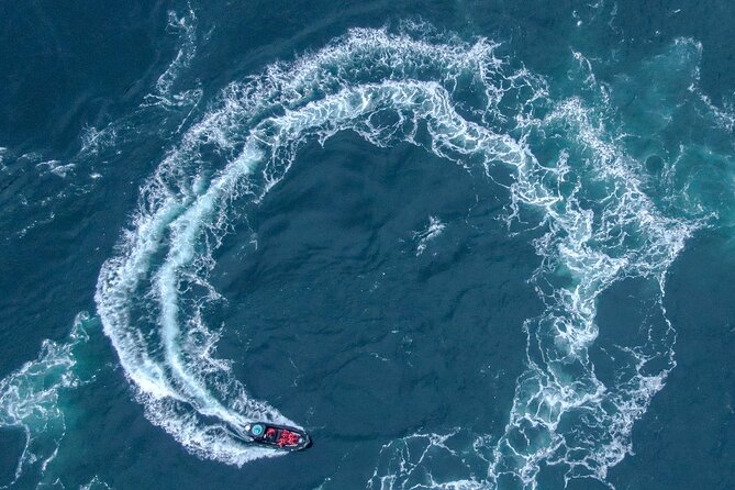 Full Day Whale Watching Campbell River - What to Expect on the Tour