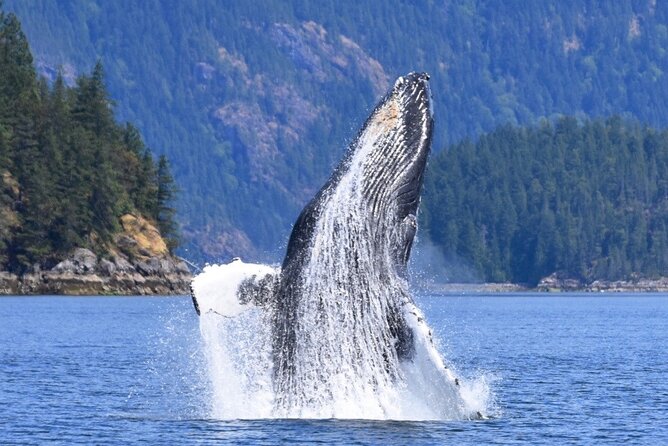 Full Day Whale Watching Campbell River - Wildlife Sightings and Highlights