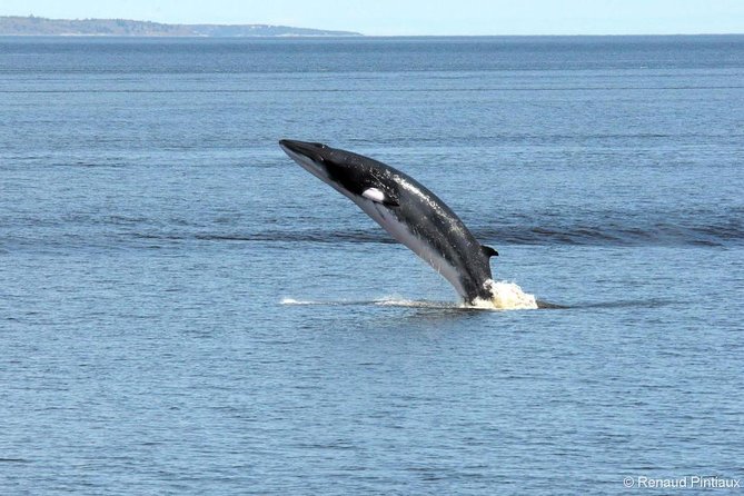 Full-Day Whale Watching Cruise From Quebec City - Whale Watching Opportunities