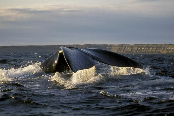 Full Day Whale Watching From Puerto Madryn - Tour Overview