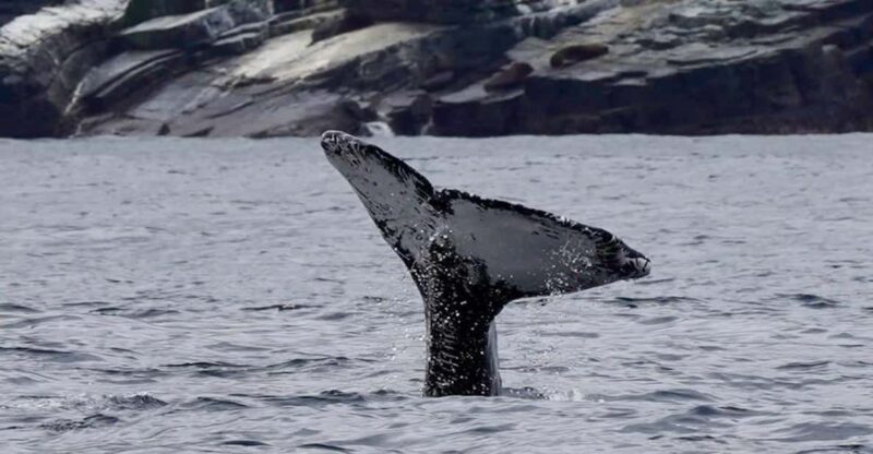 Full Day Whale Watching Marine Reserve Isla Chañaral - Key Points