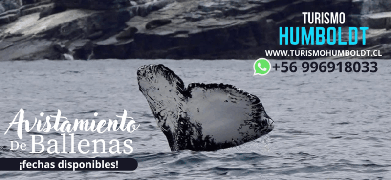 Full Day Whale Watching Marine Reserve Isla Chañaral - Itinerary