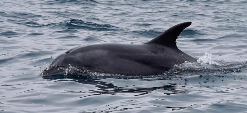 Full Day Whale Watching Marine Reserve Isla Chañaral - Important Information