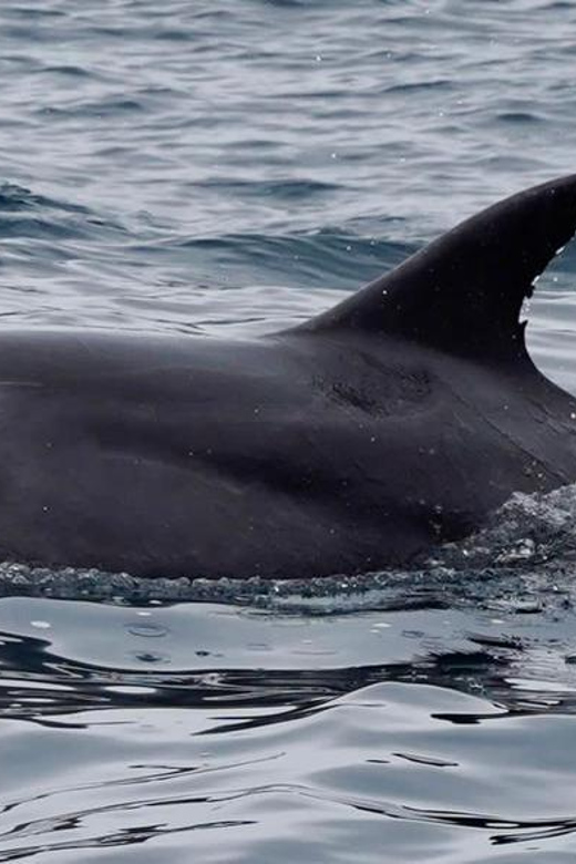 Full Day Whale Watching Marine Reserve Isla Chañaral - Frequently Asked Questions