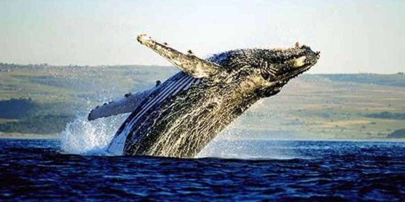 Full-Day Whale Watching Private Tour in Hermanus Cape Town - Whale Watching Experience
