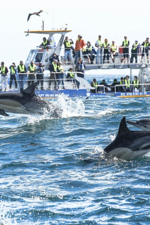 Full-Day Whale Watching Private Tour in Hermanus Cape Town - Wine Tasting Tour