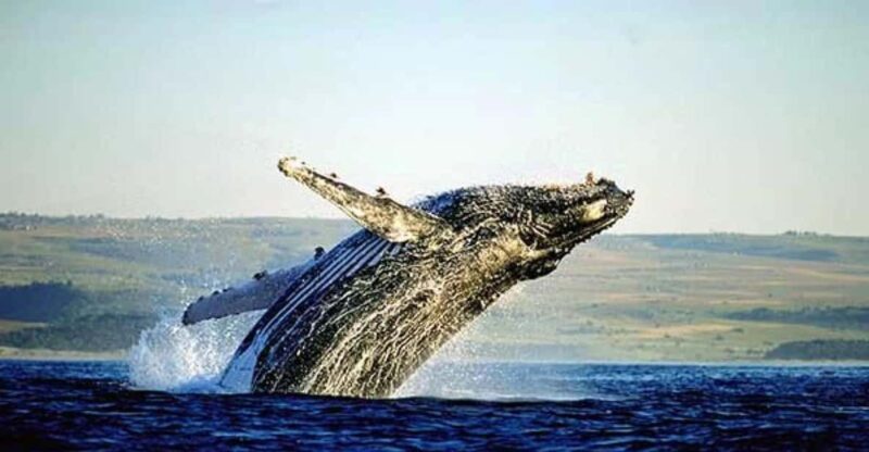 Full-Day Whale Watching Private Tour in Hermanus Cape Town - Inclusions and Exclusions