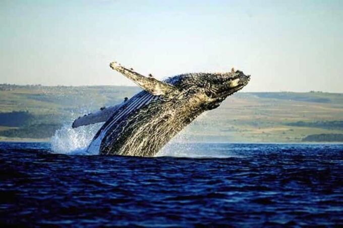 Full-Day Whale Watching Private Tour in Hermanus Cape Town - Pickup and Drop-off