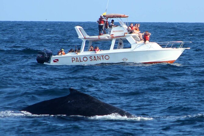 Full-Day Whale Watching Tour in Samana Bay From Cabeza De Toro - Tour Highlights