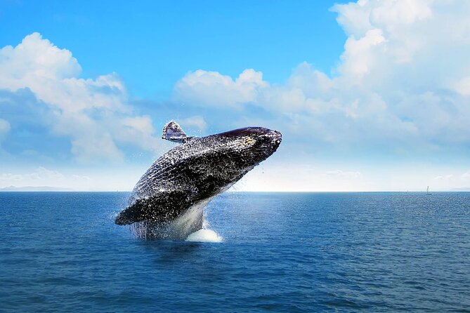 Full-Day Whale Watching Tour in Samana Bay From Cap Cana - Explore Samana Bay