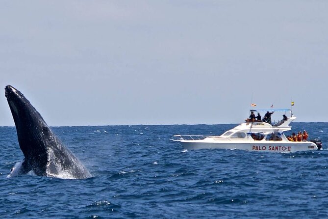 Full-Day Whale Watching Tour in Samana Bay From Punta Cana - Additional Tour Activities