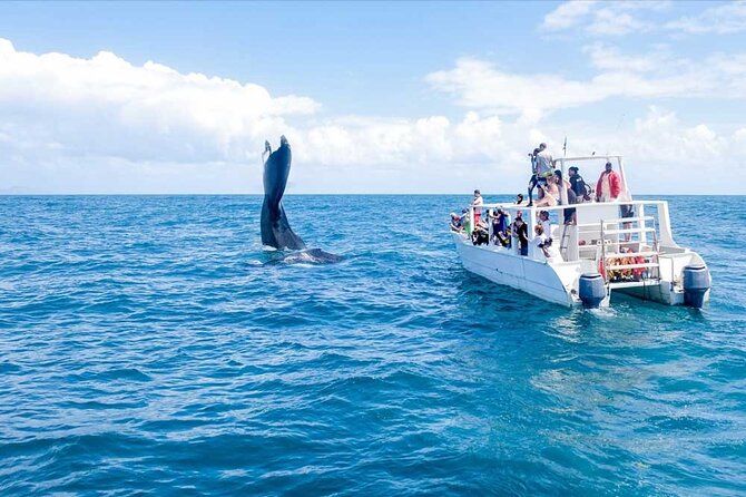 Full-Day Whale Watching Tour in Samana Bay From Santo Domingo - Meeting and Pickup