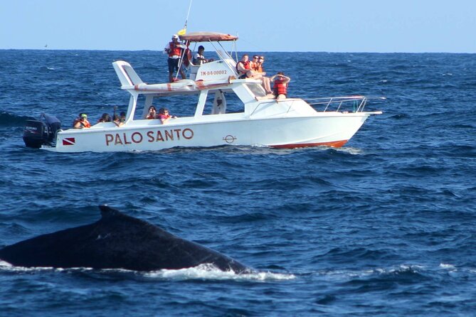 Full-Day Whale Watching Tour in Samana Bay From Santo Domingo - What to Expect
