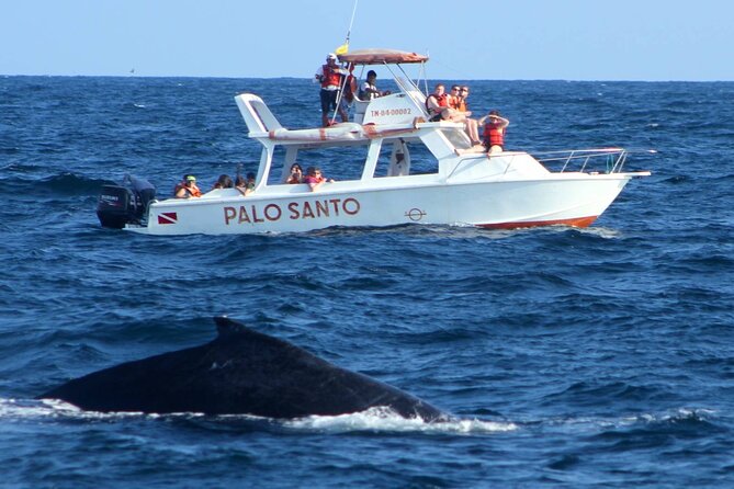 Full-Day Whale Watching Tour in Samana Bay From Uvero Alto - Tour Overview