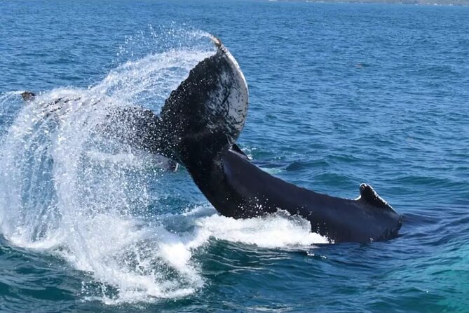 Full-Day Whale Watching Tour in Samana Bay From Uvero Alto - Accessibility and Suitability