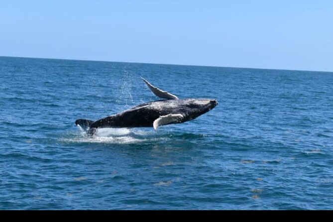 Full-Day Whale Watching Tour in Samana Bay From Uvero Alto - Samaná Bays Wonders