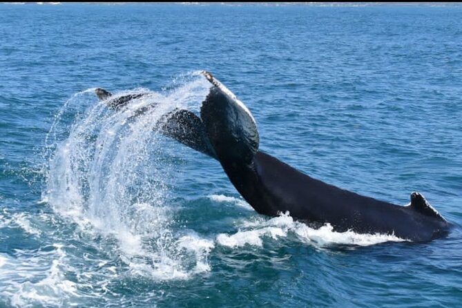 Full-Day Whale Watching Tour in Samana Bay From Uvero Alto - Whale Watching Experience